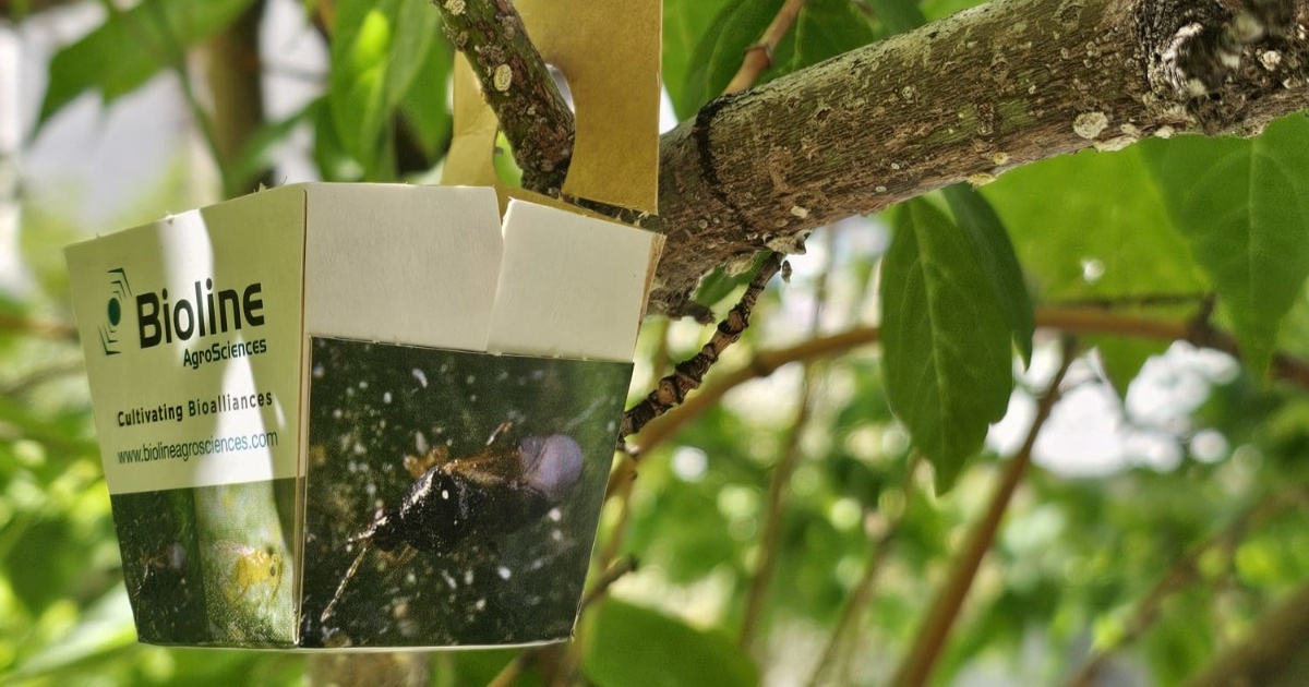 motril-refuerza-el-control-ecologico-de-plagas-con-la-suelta-de-insectos-auxiliares-en-el-arbolado-urbano