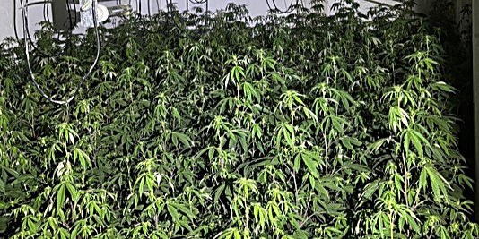 granada-2-detenidos-2-800-plantas-incautadas-y-86-de-89-viviendas-con-luz-ilegal-en-el-distrito-norte