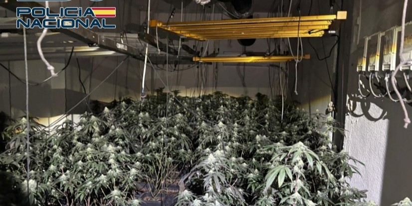 la-policia-nacional-desmantela-en-abril-23-puntos-de-droga-en-granada-baza-y-motril-con-29-detenidos-y-mas-de-3-000-plantas-incautadas