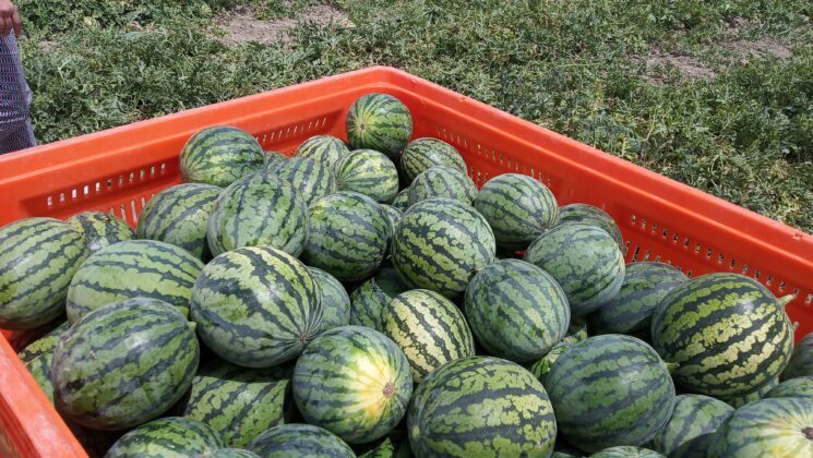 almeria-concentra-el-52-de-la-produccion-espanola-de-sandia-11-000-hectareas-y-exporta-340-000-toneladas