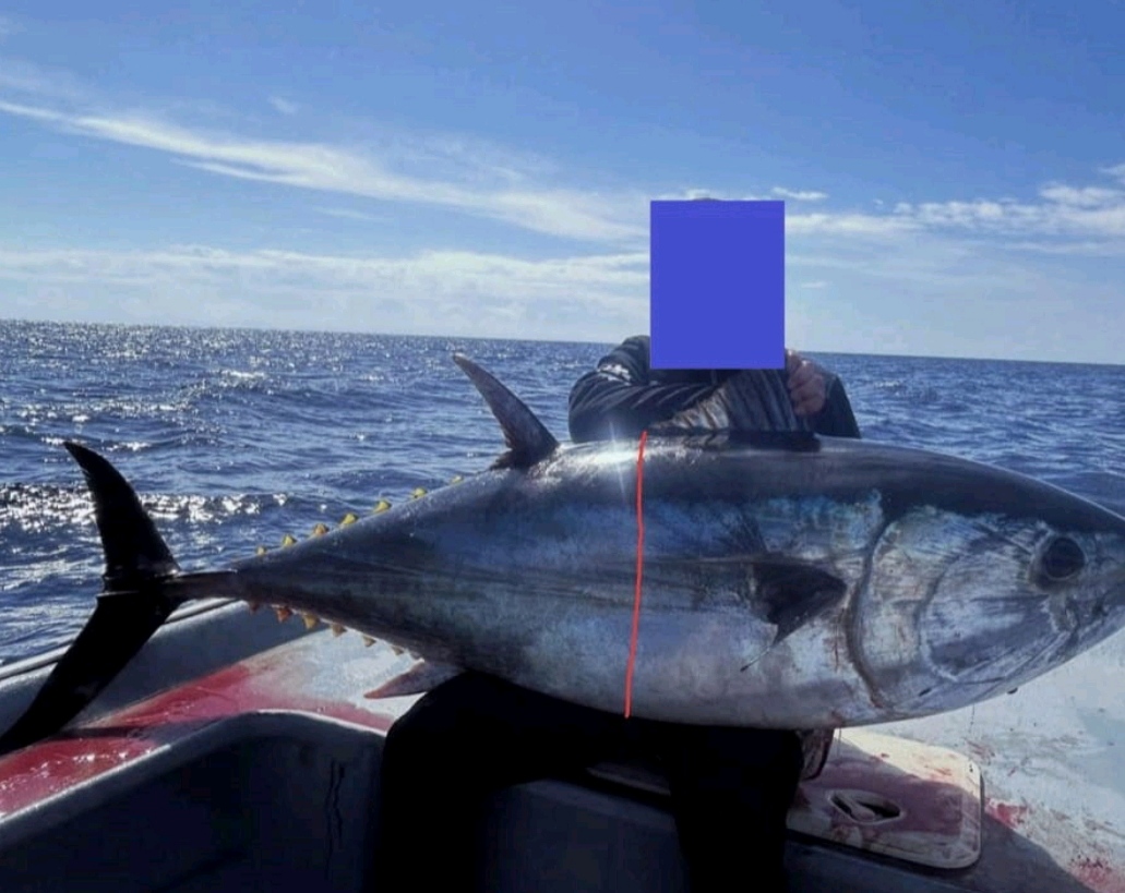 dos-denunciados-por-capturar-atun-rojo-durante-la-veda-frente-a-la-costa-de-motril