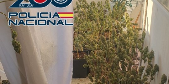 granada-diez-detenidos-en-dos-fases-siete-de-ellos-colombianos-en-una-operacion-con-650-plantas-de-marihuana-y-fraude-electrico-masivo