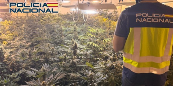policia-nacional-desmantela-dos-cultivos-indoor-en-baza-con-319-plantas-y-detiene-a-cinco-personas-por-delitos-contra-la-salud-publica-y-defraudacion-electrica