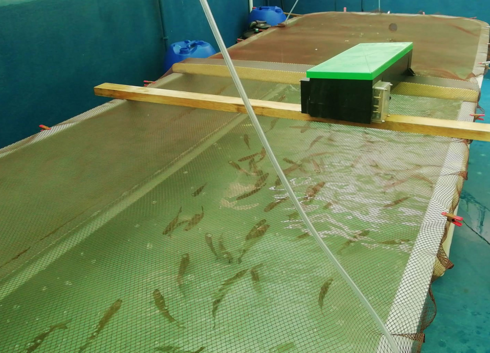 un-estudio-revela-que-una-alga-invasora-mejora-el-valor-nutricional-y-la-microbiota-de-los-peces