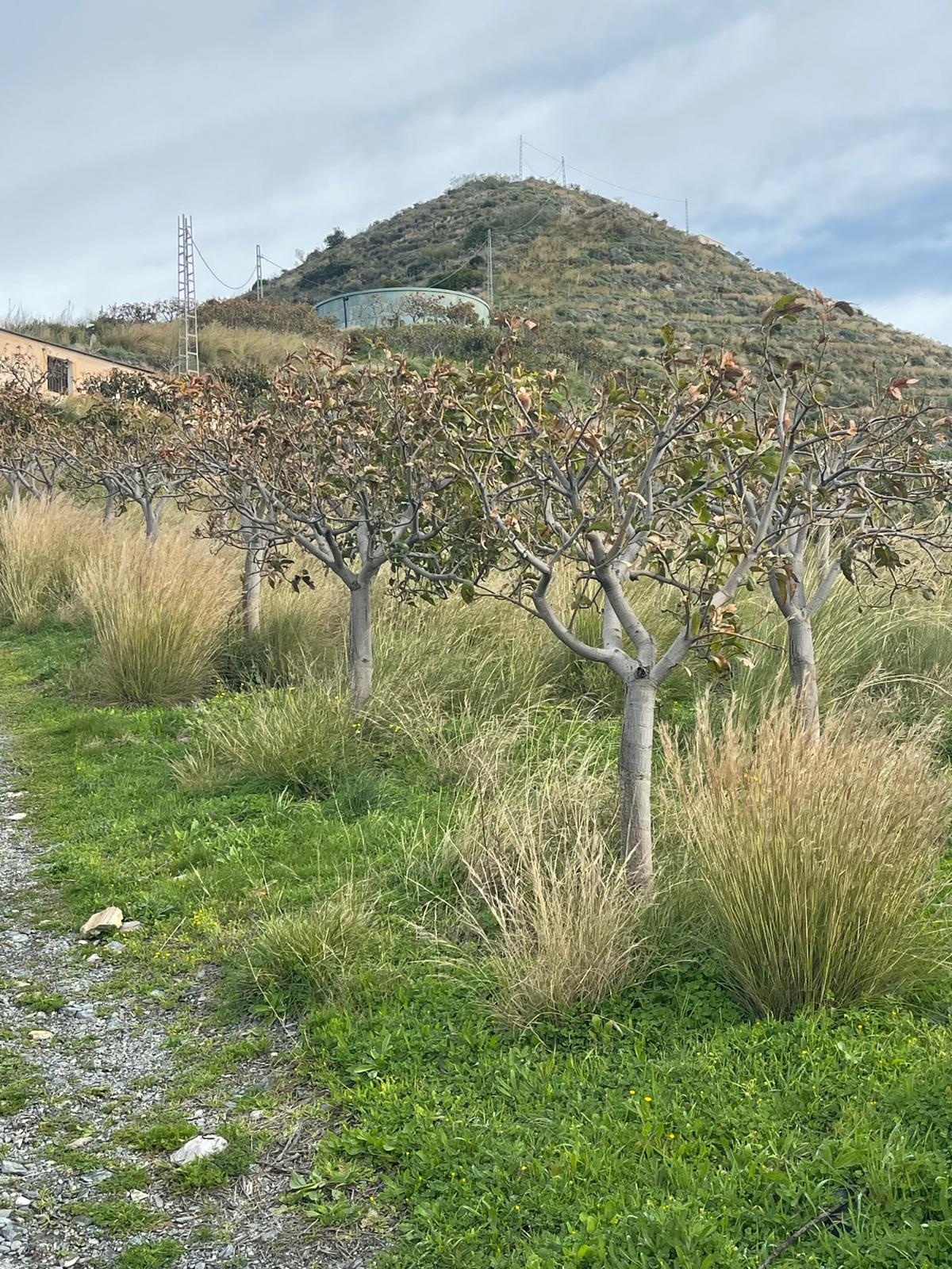 motril-un-informe-independiente-cuestiona-las-ayudas-de-la-junta-para-los-subtropicales-de-la-costa-de-granada