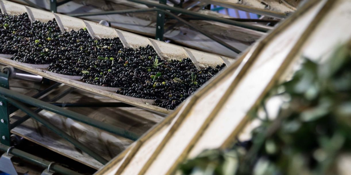 granada-un-proyecto-transforma-residuos-del-olivar-en-proteina-sostenible-para-alimentar-lechones
