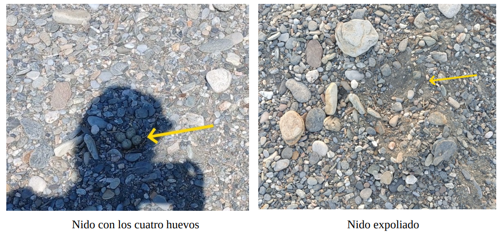 motril-buxus-alerta-del-vandalismo-contra-los-nidos-del-chorlitejo-chico-en-la-playa-de-poniente
