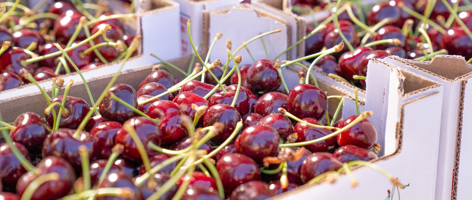 campana-agridulce-en-guejar-sierra-cerezas-de-gran-calidad-pero-precios-hundidos-por-la-sobreoferta