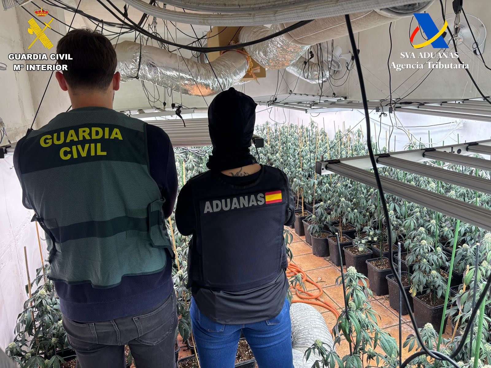 diez-detenidos-y-673-plantas-de-marihuana-intervenidas-en-registros-en-padul-y-conchar-villamena