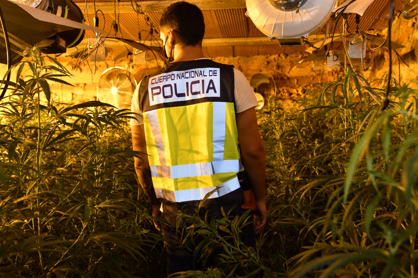 desarticulada-una-red-que-exportaba-marihuana-desde-granada-a-alemania-y-grecia-14-detenidos-y-118-kilos-de-marihuana-intervenidos
