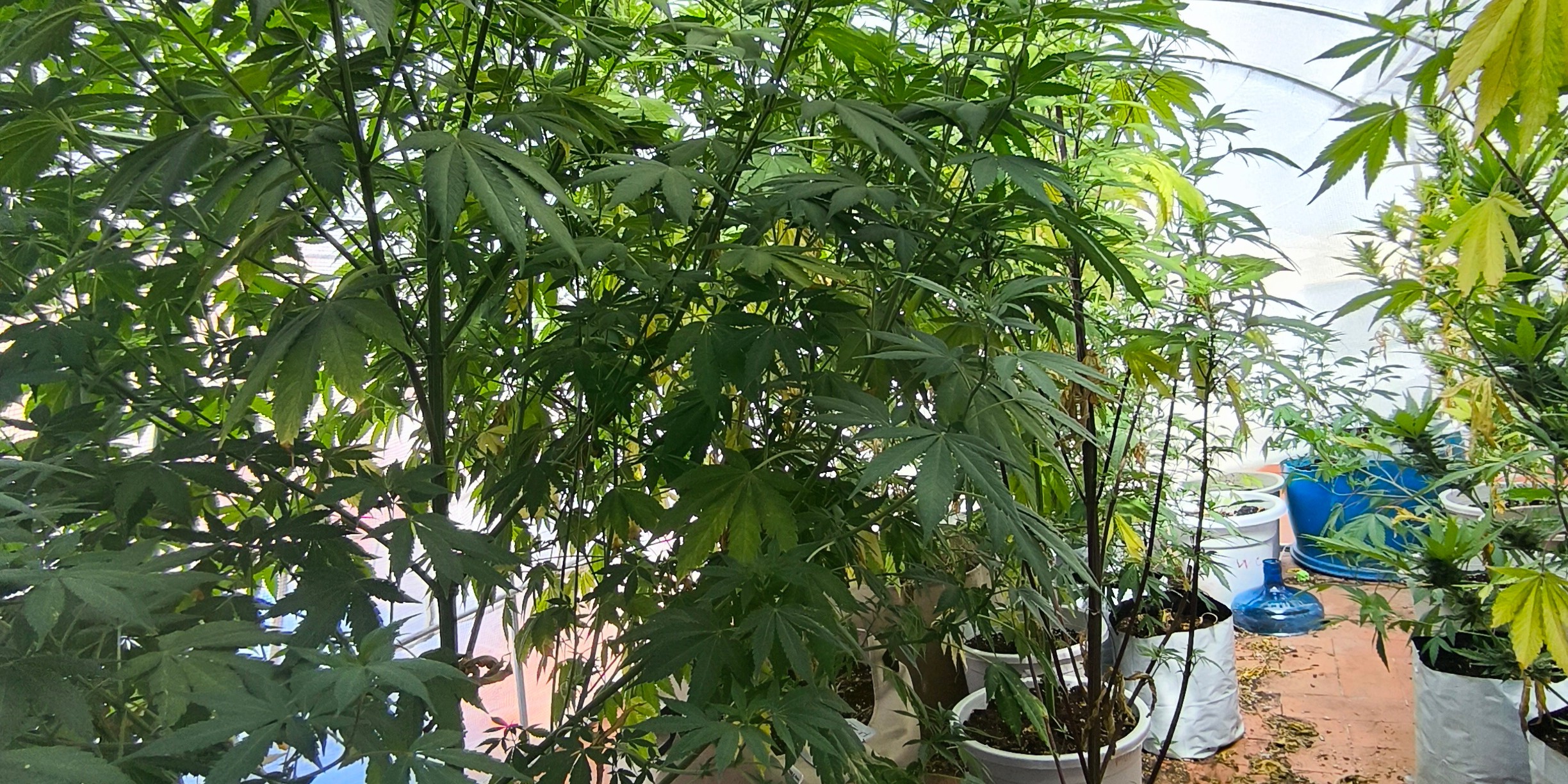 guadix-el-olor-lo-delato-monto-un-invernadero-de-marihuana-a-la-vista-de-todo-el-vecindario