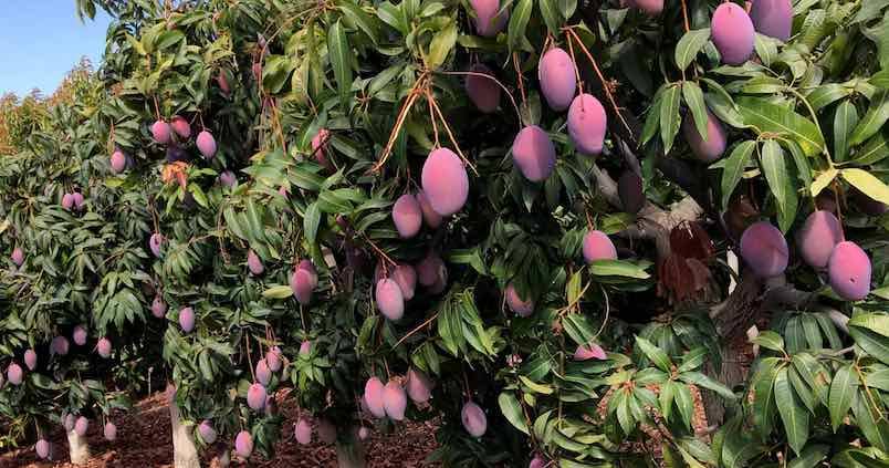 el-ayuntamiento-de-almunecar-y-el-ifapa-organizan-un-taller-especializado-sobre-poda-del-mango