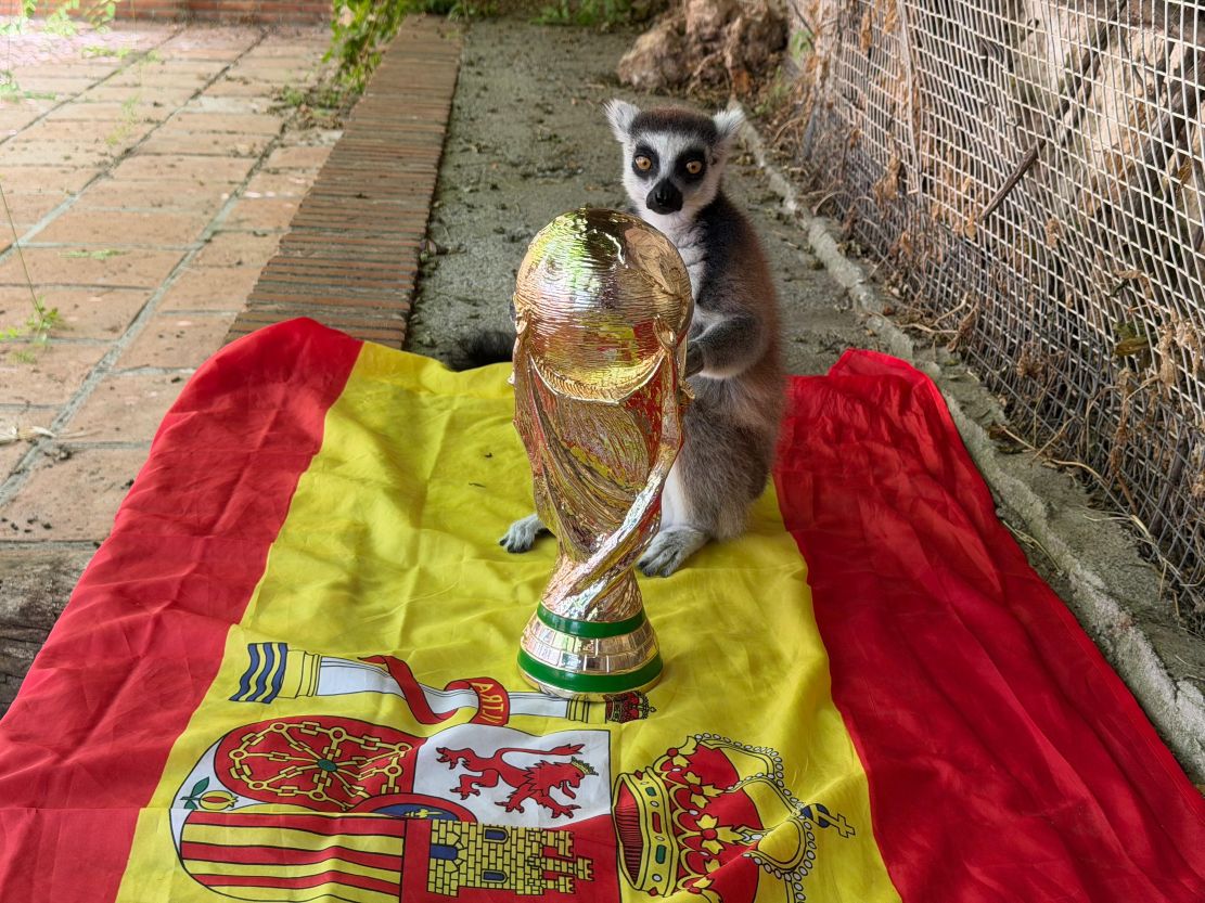 julien-el-lemur-de-loro-sexi-que-predijo-el-titulo-mundial-de-espana-recibe-su-propia-copa