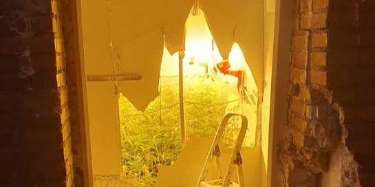 el-plan-norte-asesta-un-nuevo-golpe-al-narcotrafico-con-dos-plantaciones-desmanteladas-y-700-plantas-intervenidas