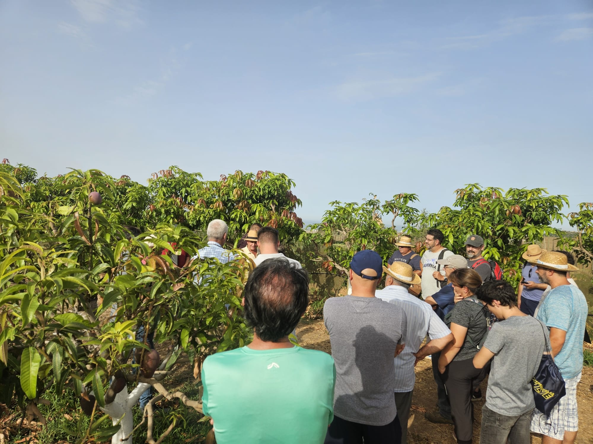 almunecar-forma-a-agricultores-en-tecnicas-de-poda-para-mejorar-el-cultivo-del-mango