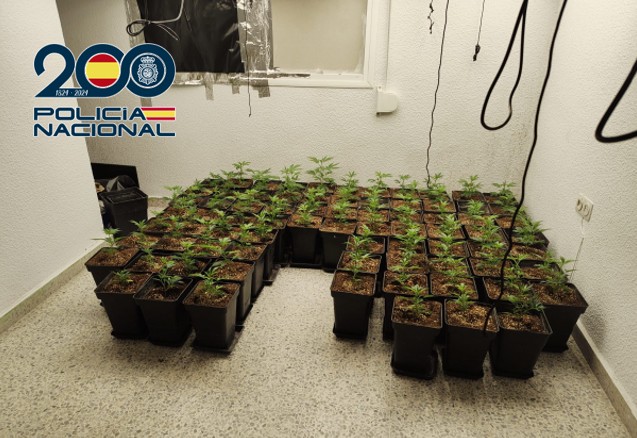 golpe-al-cultivo-de-marihuana-en-granada-371-plantas-intervenidas-y-dinero-en-una-caja-fuerte