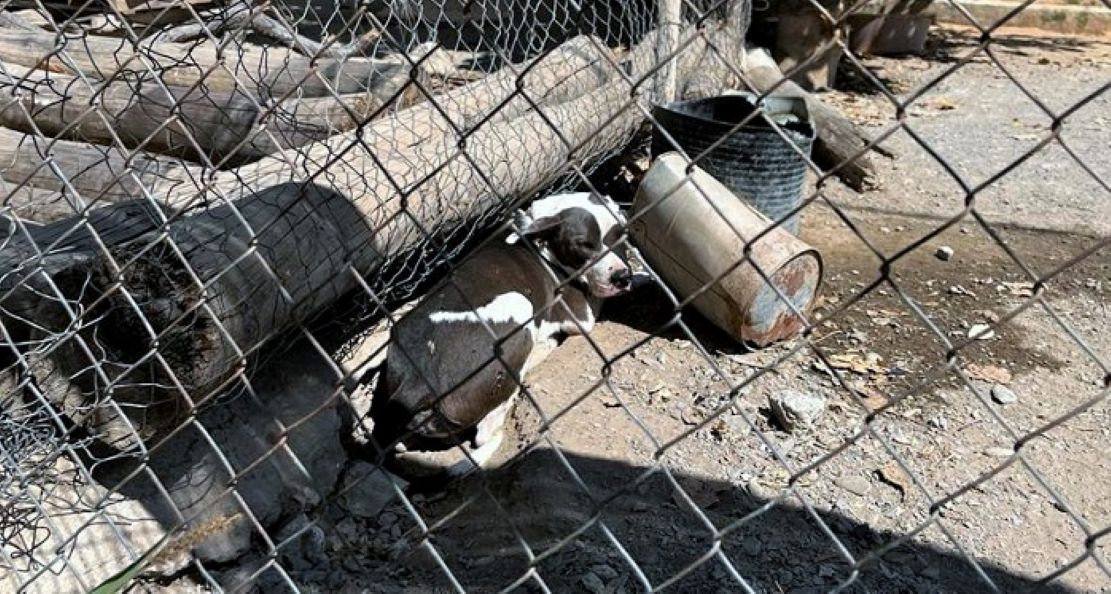 athisa-medio-ambiente-finaliza-once-anos-de-gestion-del-albergue-municipal-de-animales-de-motril-tras-mas-de-5-700-adopciones