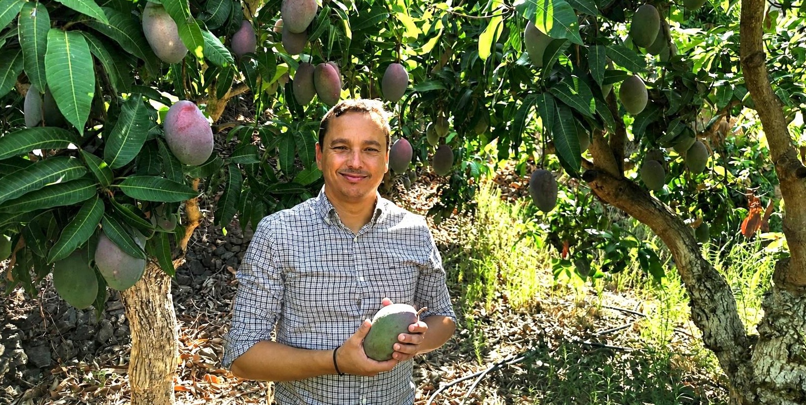 la-campana-del-mango-en-almunecar-motril-salobrena-y-resto-de-la-costa-tropical-arranca-con-entre-12-000-y-15-000-toneladas-hasta-un-67-menos-que-en-anos-anteriores