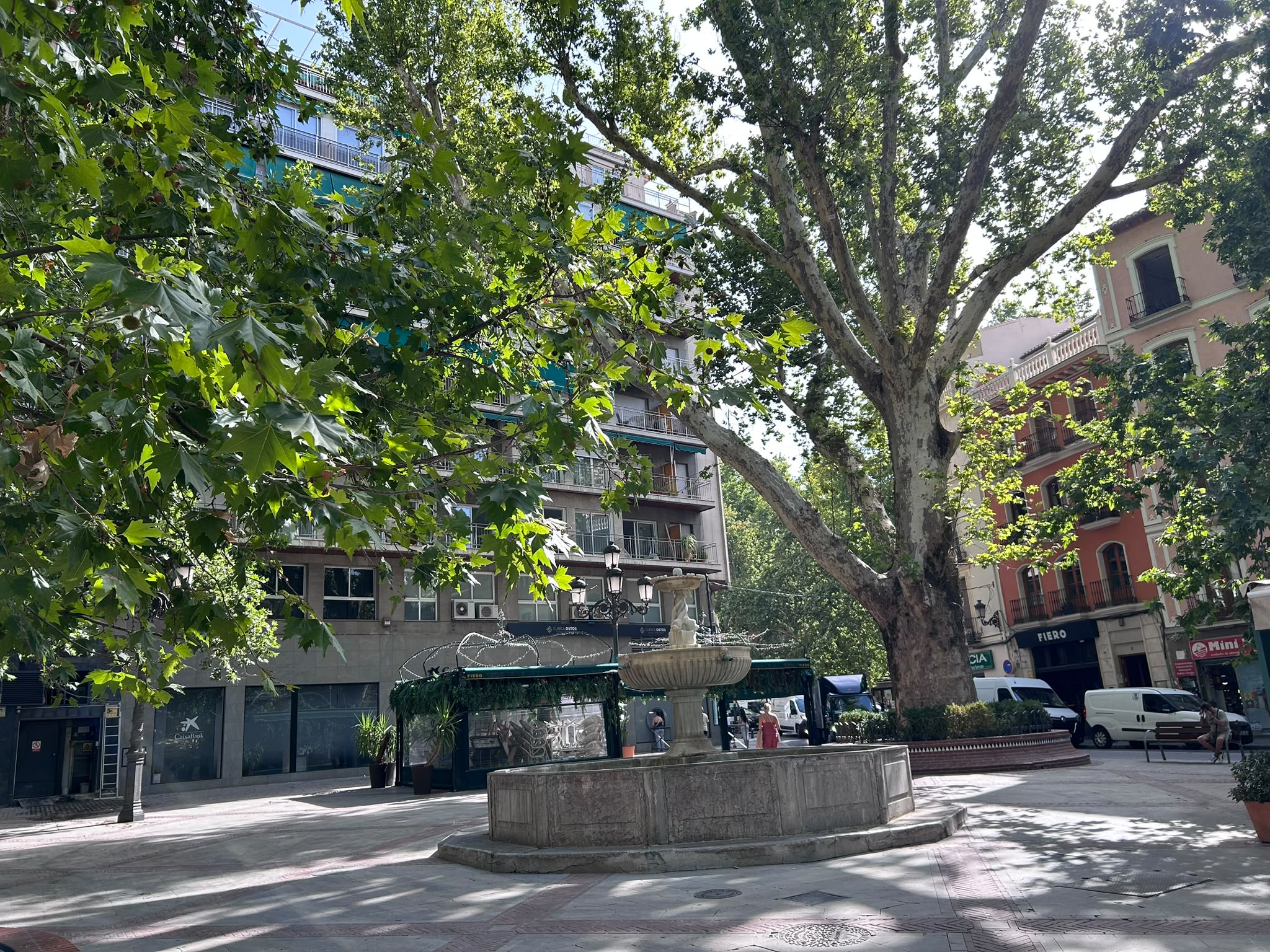 granada-los-cuatro-arboles-centenarios-de-la-plaza-del-campillo-evolucionan-favorablemente-y-seguiran-bajo-seguimiento-tecnico