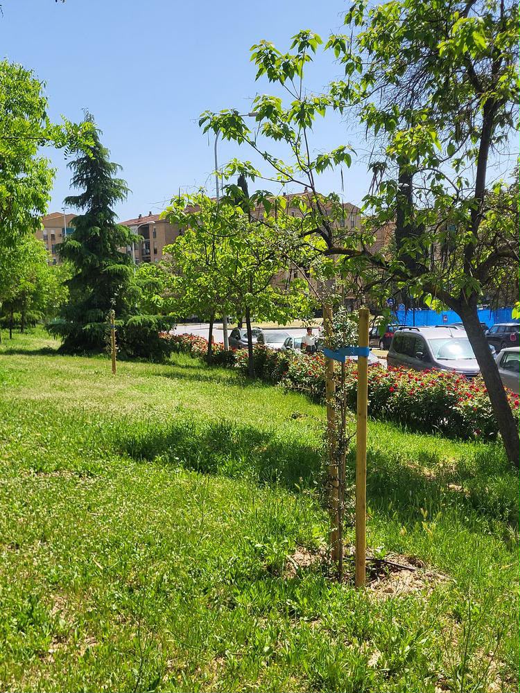 granada-planta-185-nuevos-arboles-para-ganar-sombra-biodiversidad-y-espacios-mas-saludables