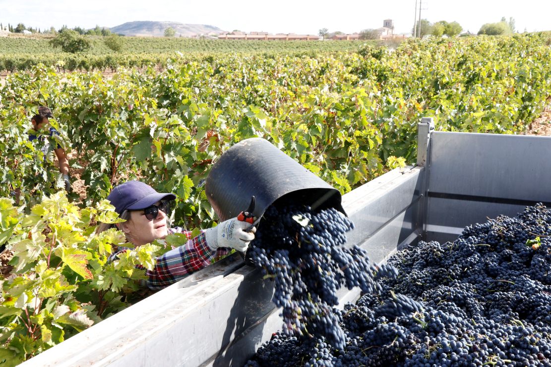 andalucia-afronta-una-de-las-vendimias-mas-tempranas-mientras-los-viticultores-alertan-de-la-falta-de-rentabilidad