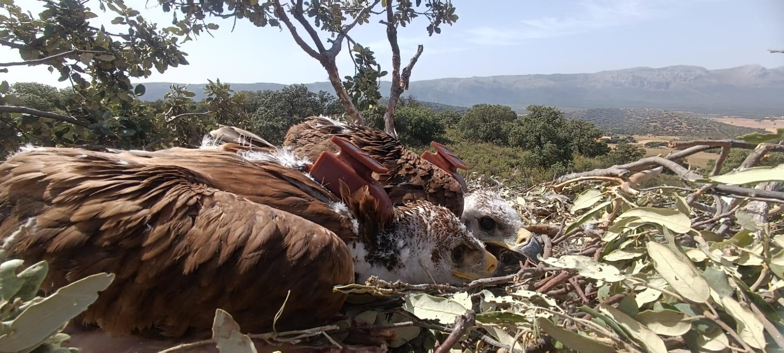 andalucia-marca-29-aguilas-imperiales-con-gps-con-granada-a-la-cabeza-con-11-ejemplares-para-detectar-el-virus-del-nilo
