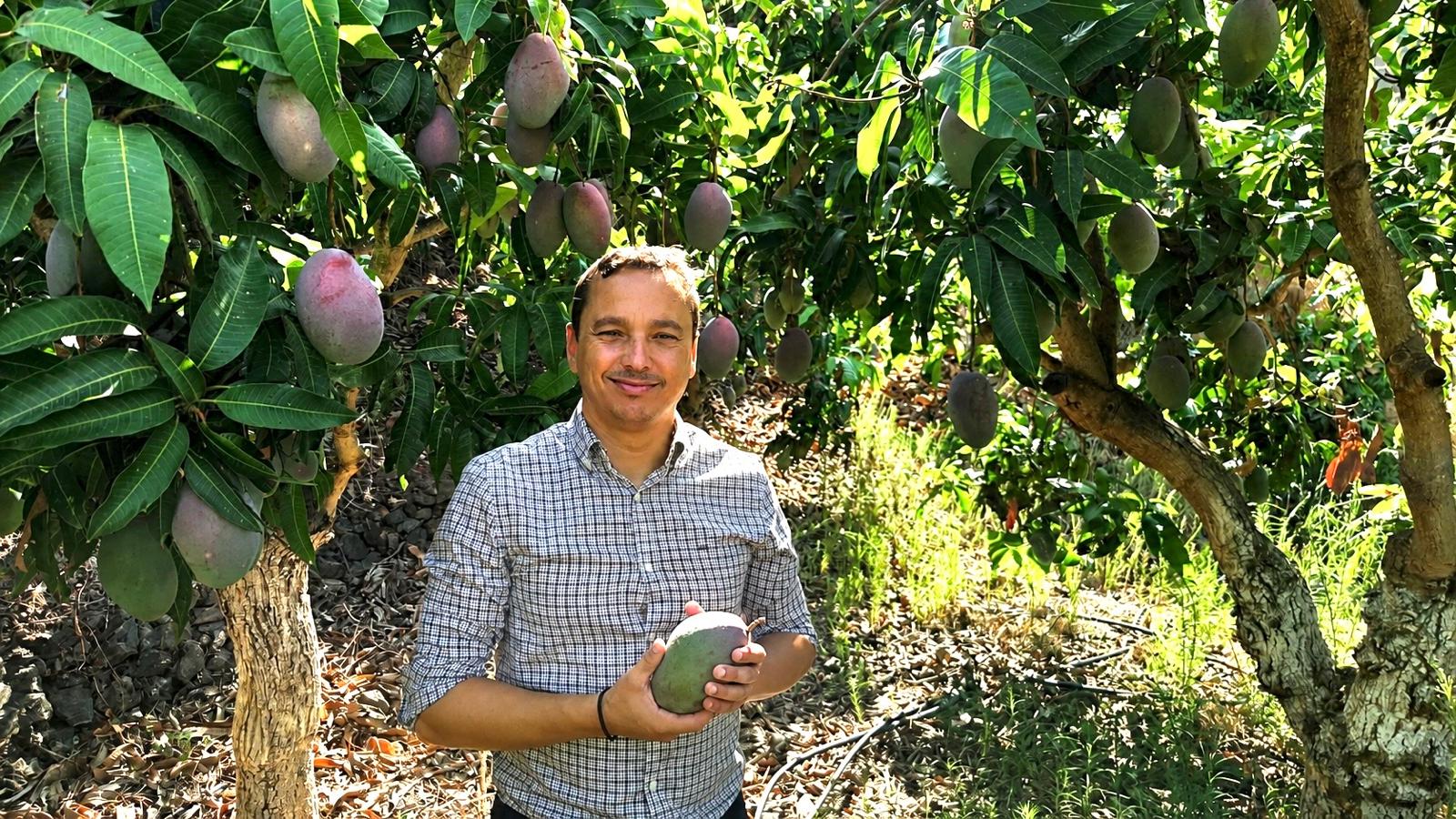 aguacate-mango-y-chirimoyo-las-claves-para-mejorar-el-manejo-de-los-cultivos-subtropicales-llegan-a-almunecar
