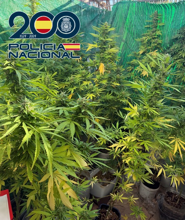 desmanteladas-tres-plantaciones-de-marihuana-en-baza-con-mas-de-220-plantas-y-un-detenido-por-trafico-de-drogas