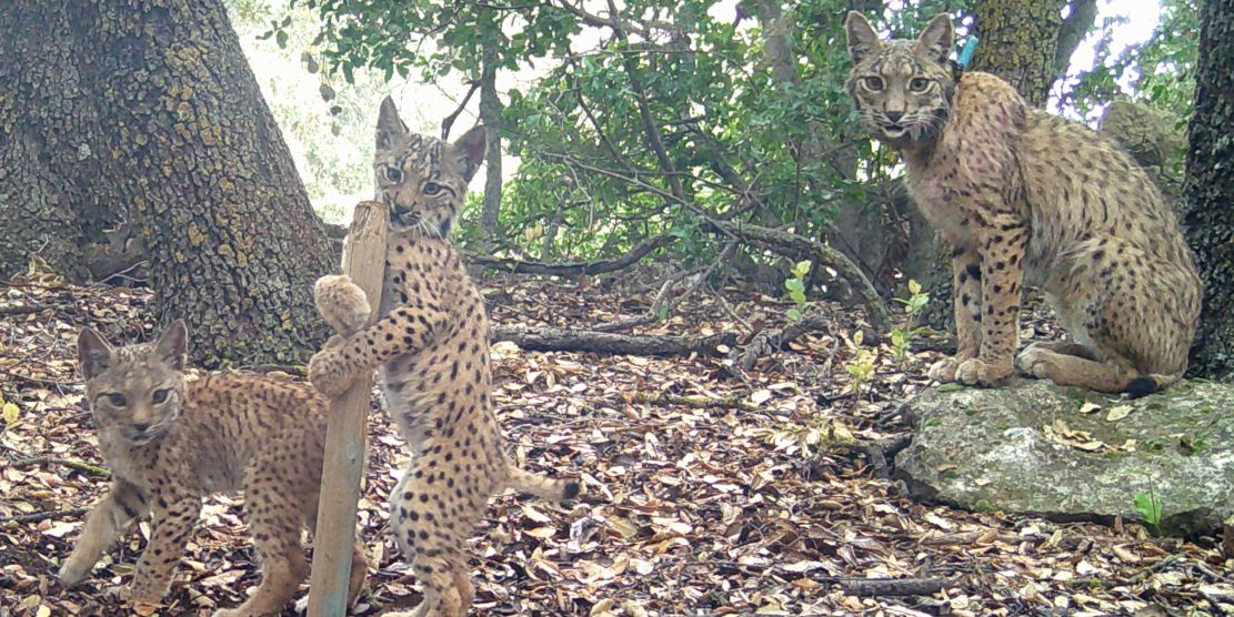 granada-pone-el-foco-en-el-lince-iberico-y-la-conservacion-de-la-biodiversidad-de-la-mano-del-festival-biotopias
