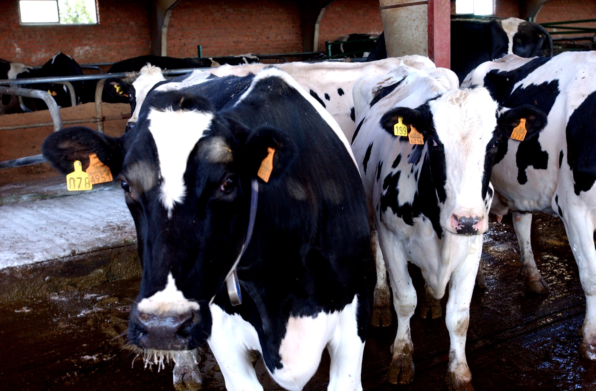 agricultura-asegura-que-espana-esta-en-alerta-por-el-virus-shamonda-pero-pide-calma