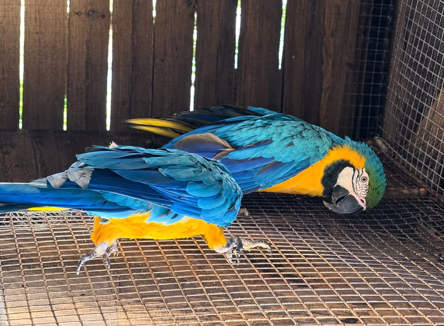 almunecar-una-familia-de-barcelona-dona-dos-guacamayos-al-parque-loro-sexi-por-la-confianza-en-sus-cuidados