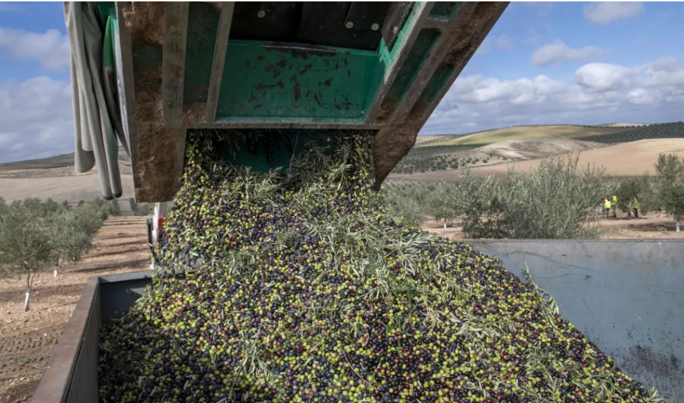 andalucia-preve-producir-un-29-mas-de-aceite-de-oliva-esta-campana-hasta-126-millones-de-toneladas