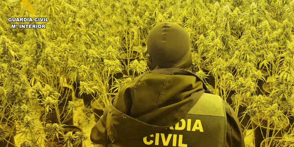 granada-51-registros-en-12-pueblos-dejan-13-000-plantas-de-marihuana-intervenidas-y-30-detenidos