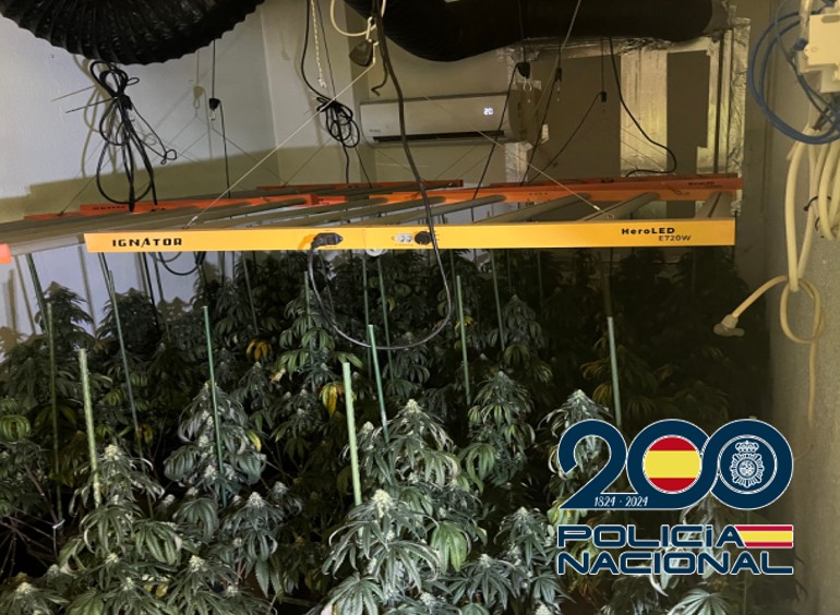 granada-tres-detenidos-en-almanjayar-con-179-esquejes-de-marihuana-300-gramos-de-hachis-y-3-200-euros-en-efectivo