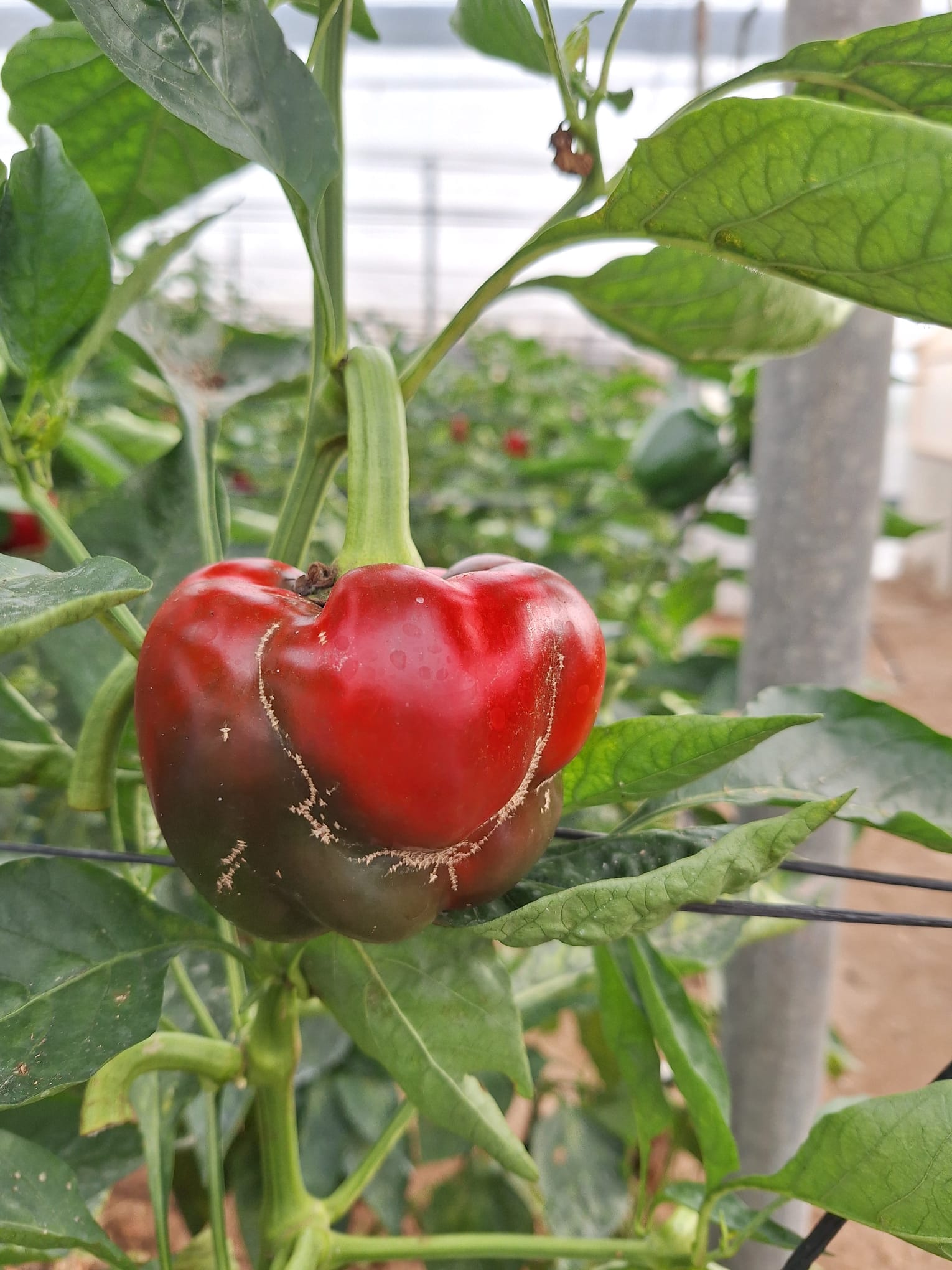 coexphal-exige-medidas-urgentes-en-las-costas-de-granada-y-almeria-para-frenar-la-expansion-de-una-peligrosa-plaga-agricola
