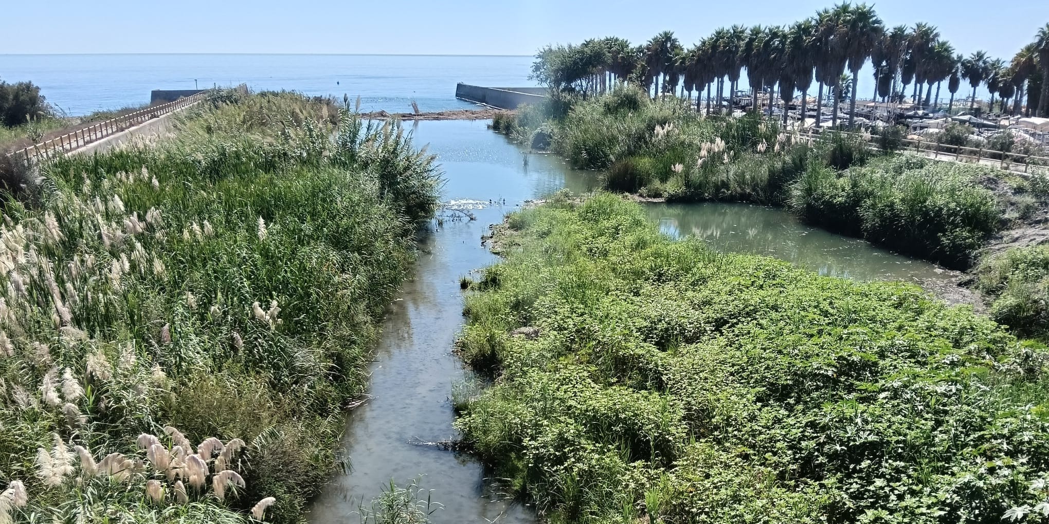 salobrena-buxus-expresa-su-preocupacion-por-la-mortandad-de-peces-en-el-rio-guadalfeo-y-reclama-medidas