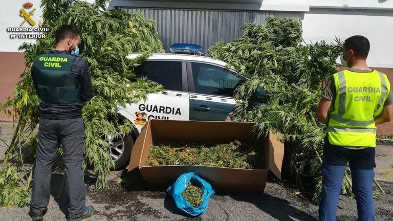 granada-la-guardia-civil-interviene-mas-de-7-000-plantas-de-marihuana-y-cinco-armas-en-cuatro-dias-de-operaciones-en-la-provincia
