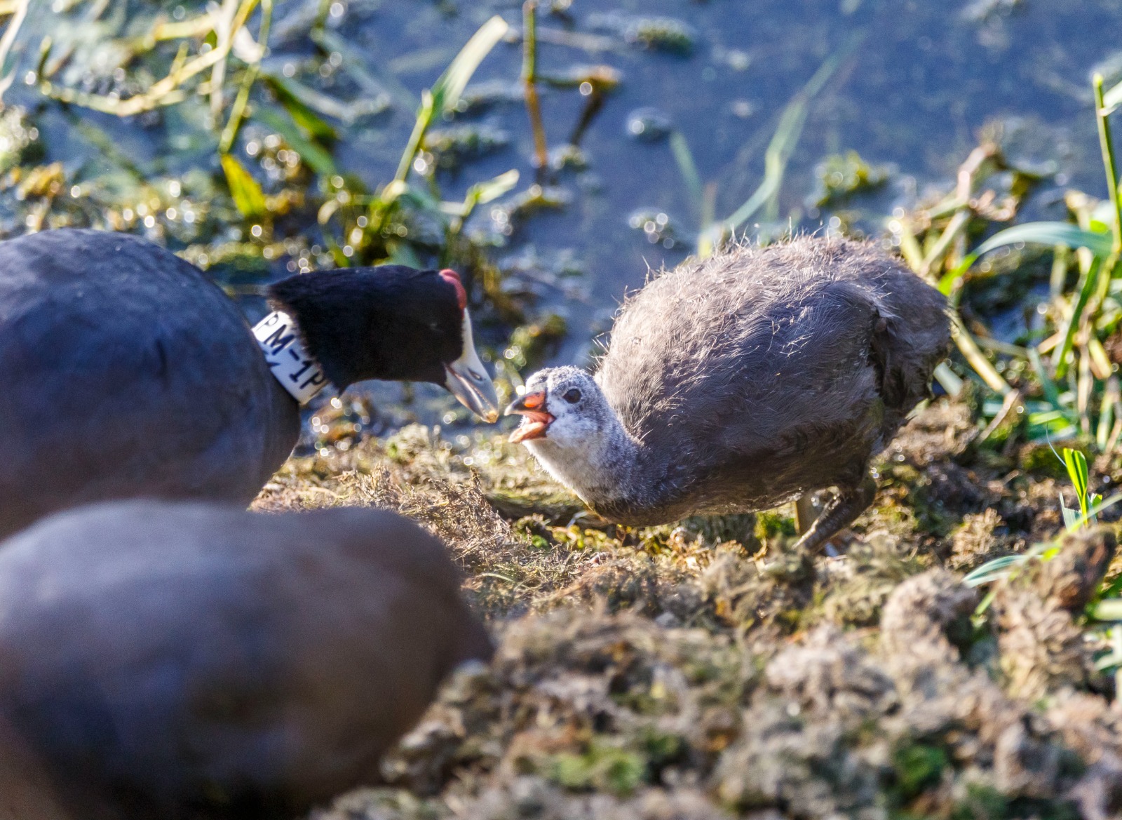 motril-la-charca-de-suarez-da-un-paso-clave-para-blindar-su-riqueza-natural-y-proteger-a-las-aves-con-su-incorporacion-a-la-red-natura-2000